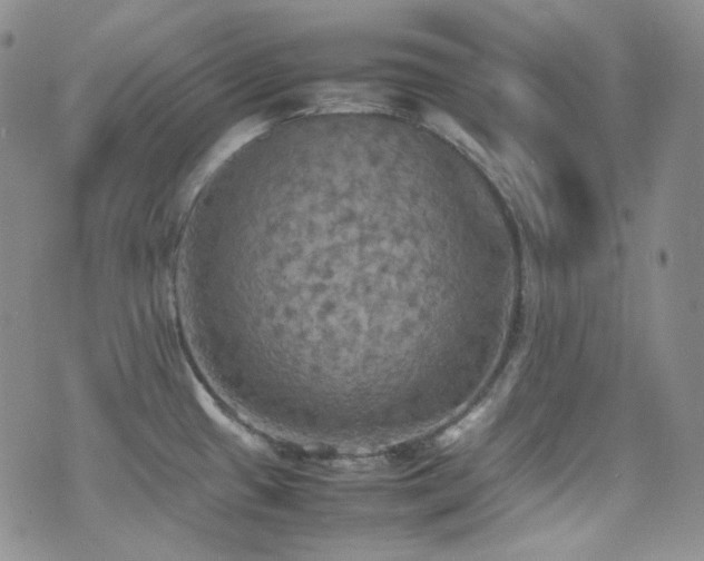 X0000077331433200610201217