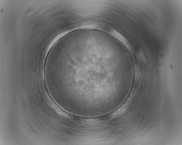 X0000077331436200610201217