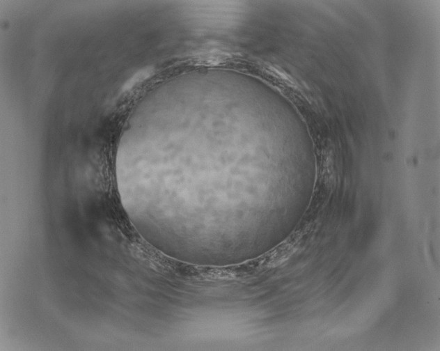 X0000077331446200610201216