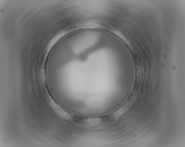 X0000077331466200610201216