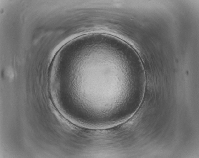 X0000077331534200610201215