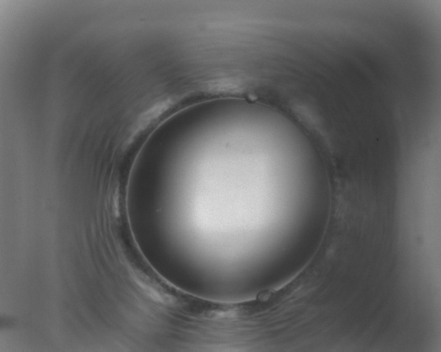 X0000077330068200610271747