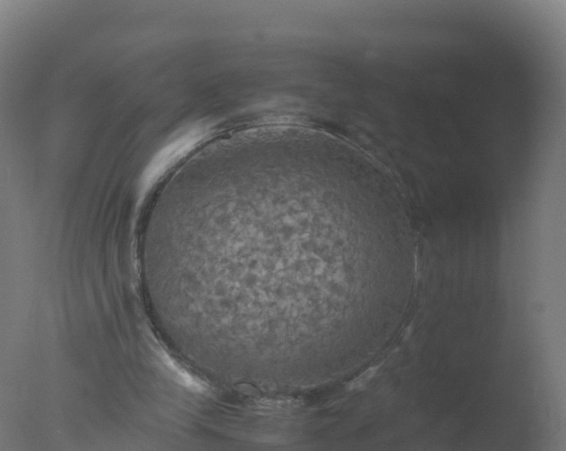 X0000077330245200610271743