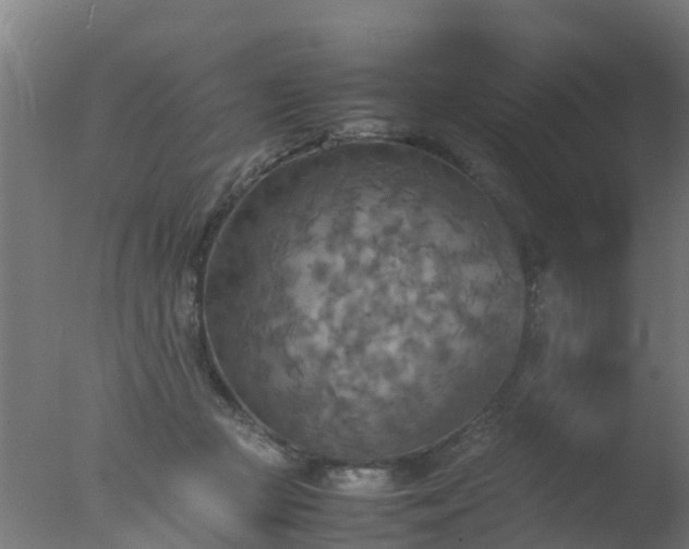X0000077330361200610271742