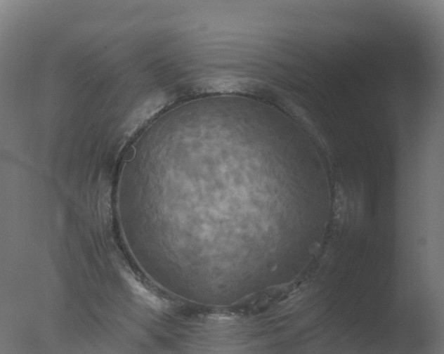 X0000077330394200610271742
