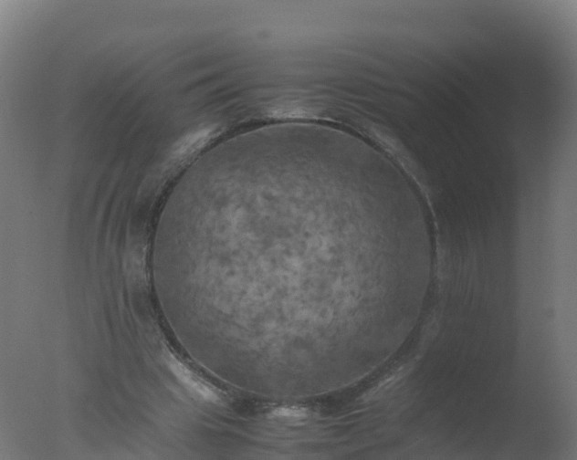 X0000077330441200610271740