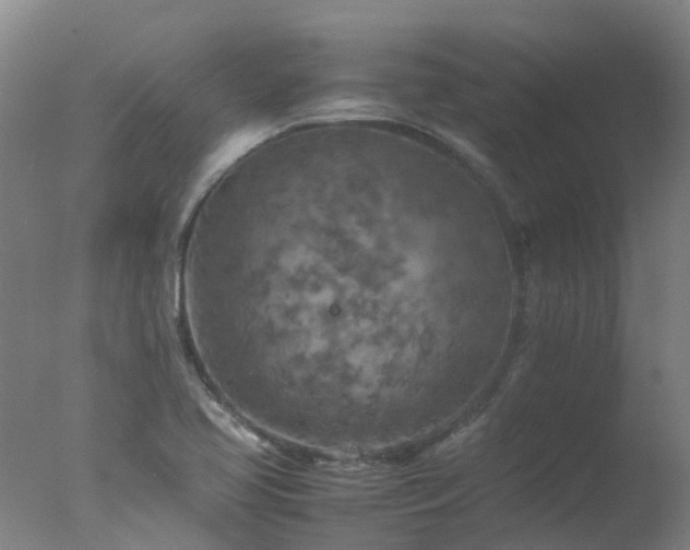 X0000077331413200610271724