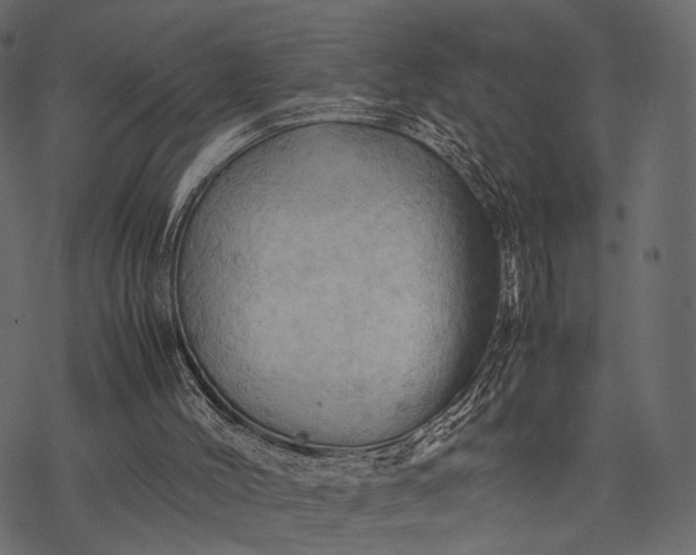 X0000077330004200611031742