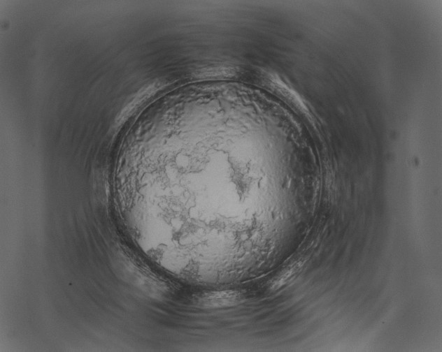 X0000077330059200611031741
