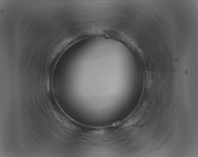 X0000077330068200611031741
