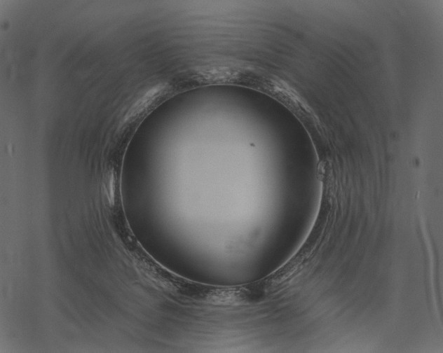 X0000077330076200611031741