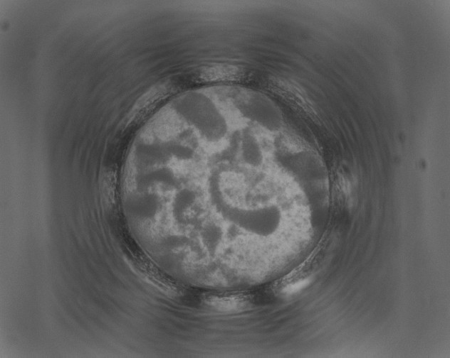 X0000077330171200611031739