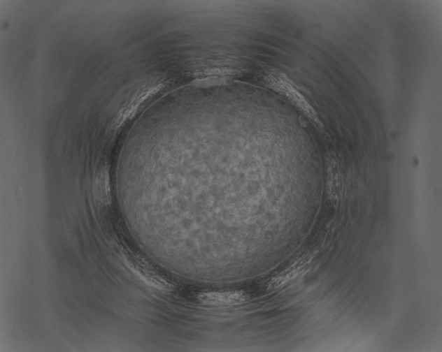 X0000077330251200611031738