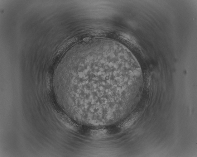 X0000077330266200611031738