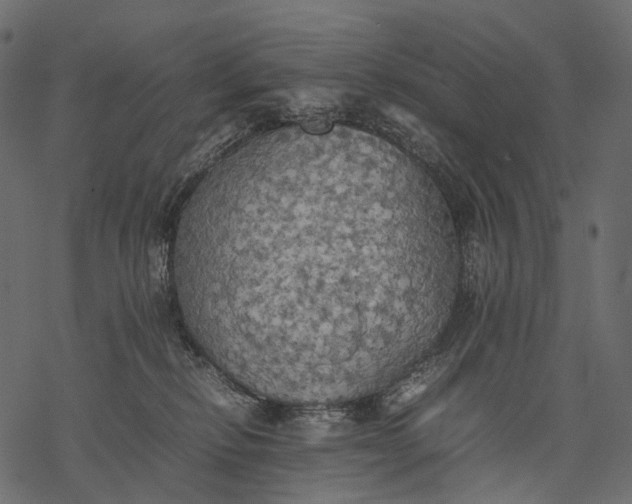 X0000077330278200611031738