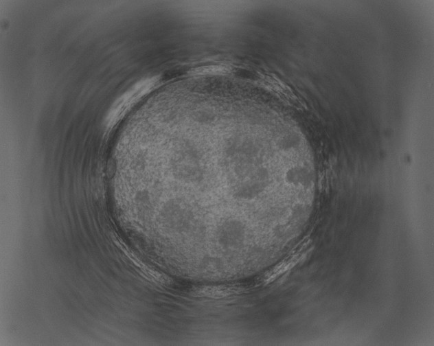 X0000077330341200611031736