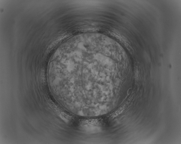 X0000077330353200611031736