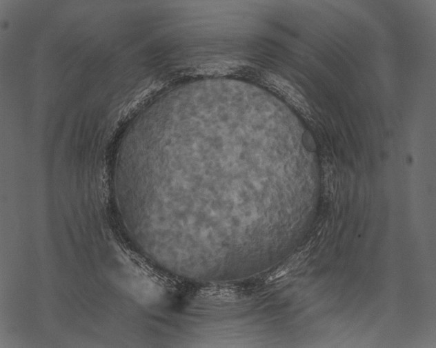 X0000077330354200611031736