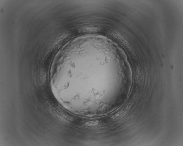 X0000077330355200611031736