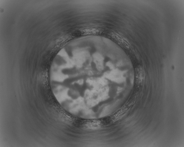 X0000077330369200611031736
