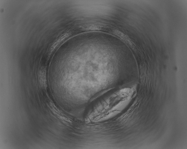 X0000077330386200611031736