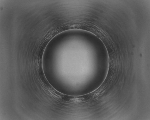 X0000077330558200611031733