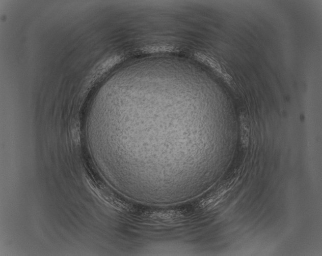 X0000077330631200611031731