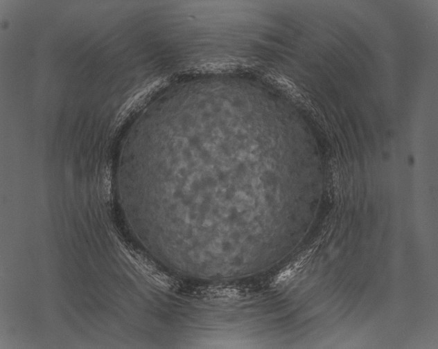 X0000077330640200611031731