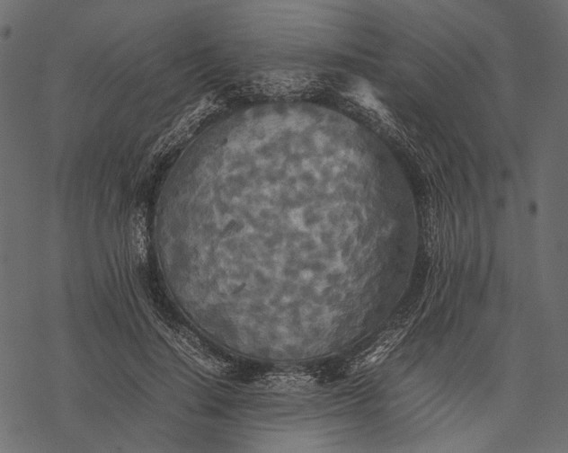 X0000077330644200611031731