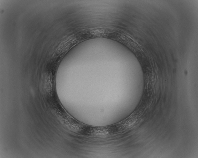 X0000077330702200611031731