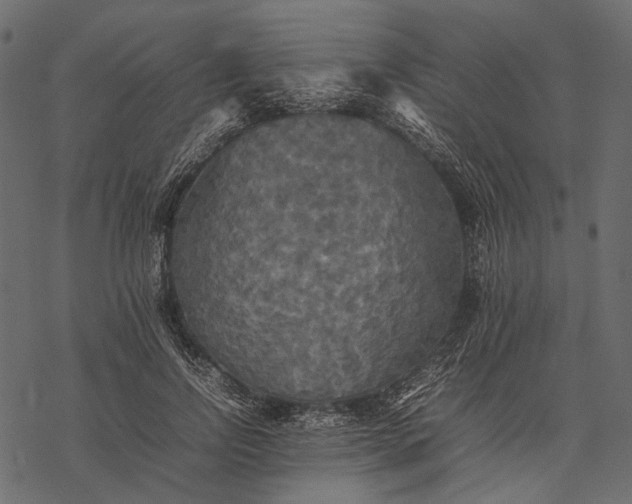 X0000077330742200611031730