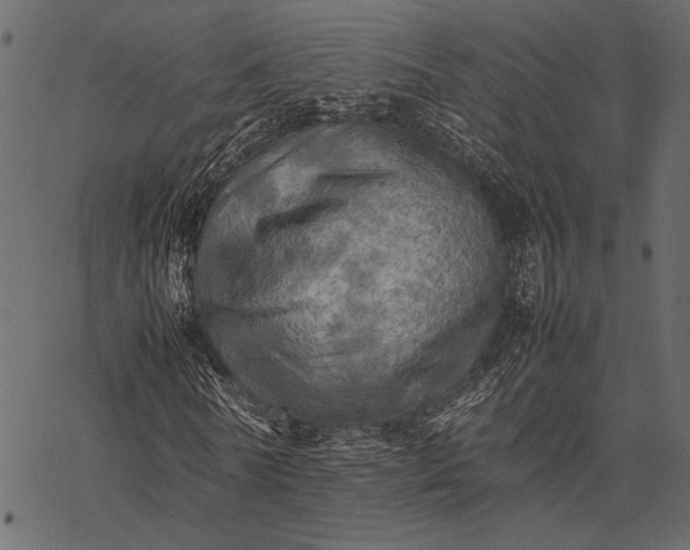 X0000077330770200611031730