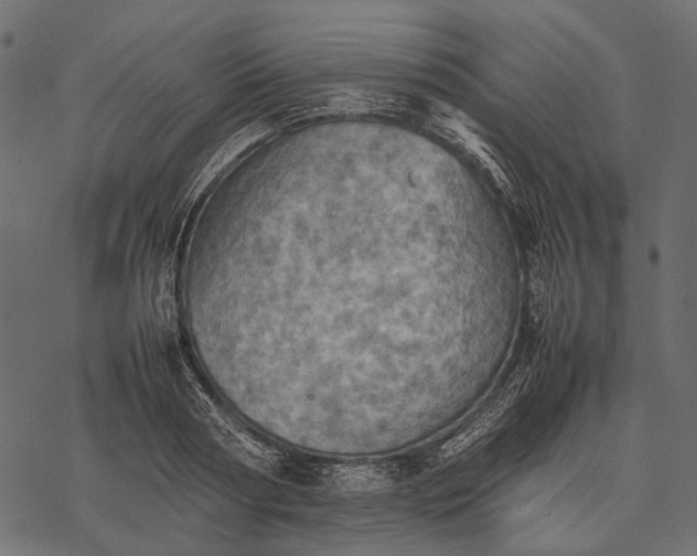 X0000077330794200611031729