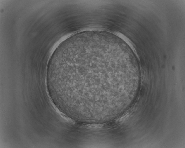 X0000077330861200611031729