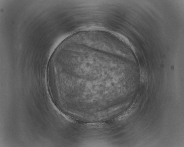 X0000077330863200611031729