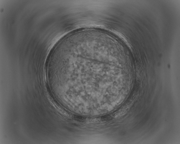 X0000077330887200611031728