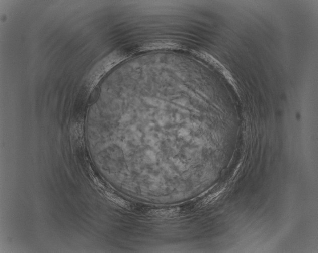 X0000077330937200611031727