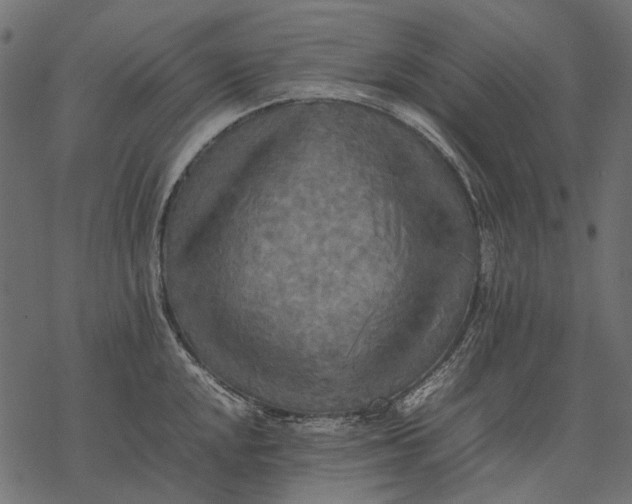 X0000077331048200611031726