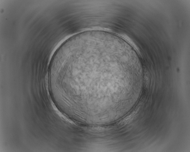 X0000077331100200611031724
