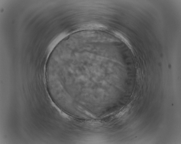 X0000077331103200611031724