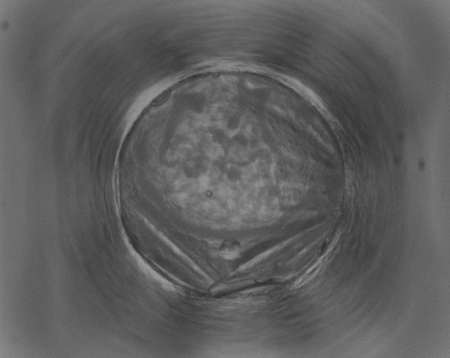 X0000077331247200611031723