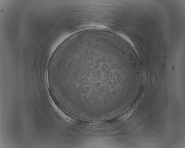 X0000077331391200611031719