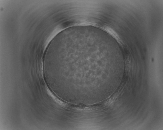 X0000077331476200611031718