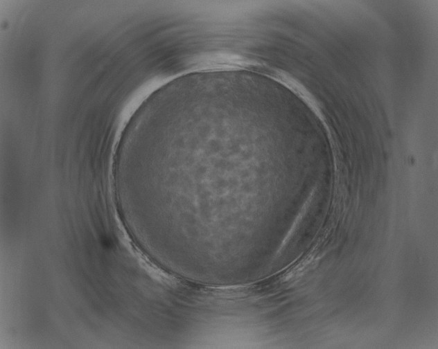 X0000077331488200611031718