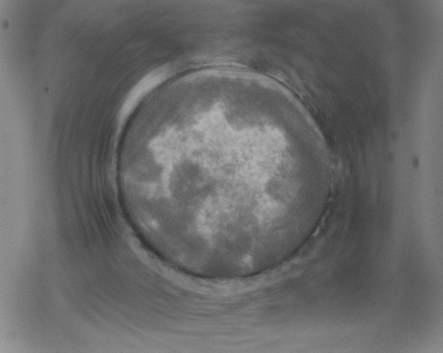 X0000077330006200611101535