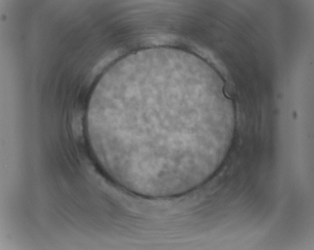 X0000077330010200611101535