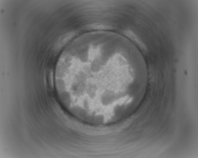 X0000077330014200611101535