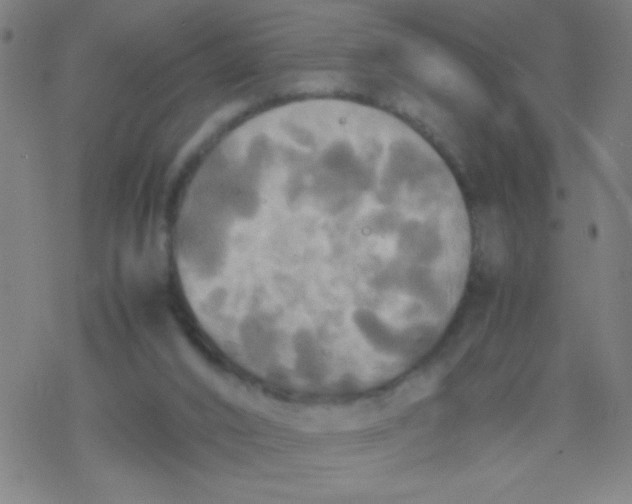 X0000077330016200611101535