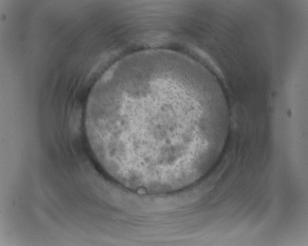 X0000077330018200611101535