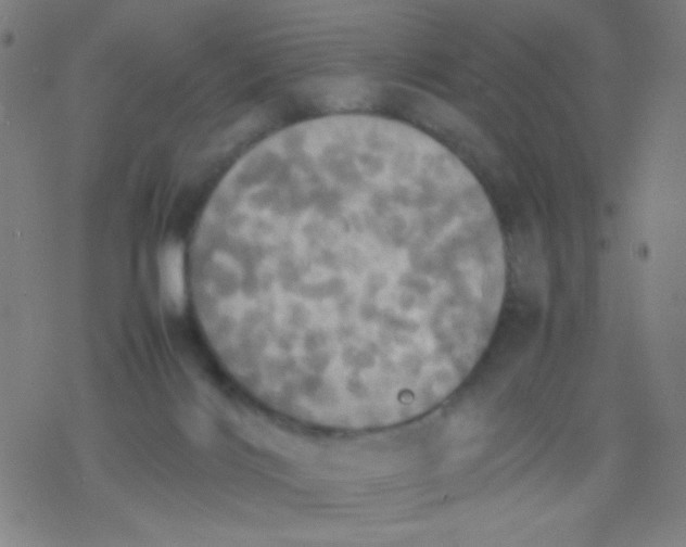 X0000077330028200611101535